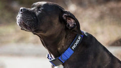 Rogue Nylon Dog Collar