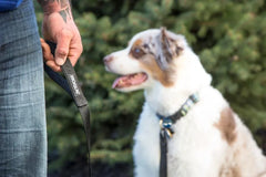 Rogue Nylon Dog Leash