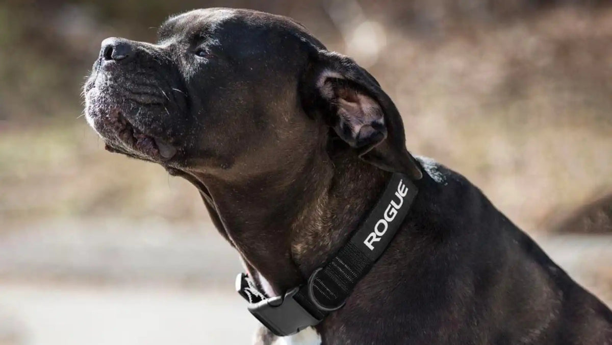 Rogue Nylon Dog Collar