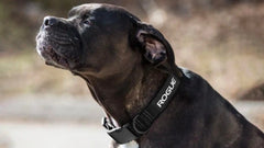 Rogue Nylon Dog Collar